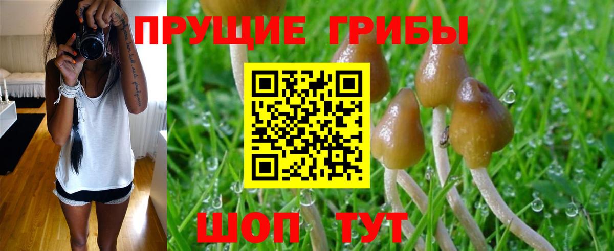 Брянск  Псилоцибиновые грибы MAGIC MUSHROOMS  Вход с VPN  Псилоцибиновые грибы мицелий 